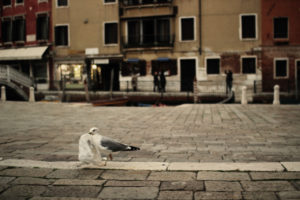 Venice #3