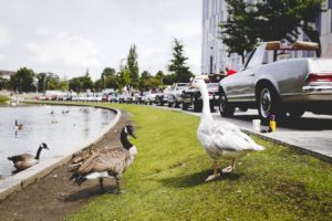 Mercedes-Benz SL-Club Pagode Jahrestreffen in Düsseldorf